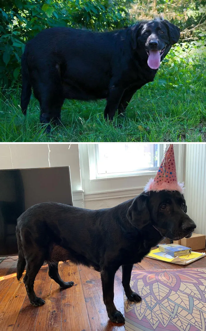 Dogs Losing Weight Before After 7 64Ef52C02C435 700