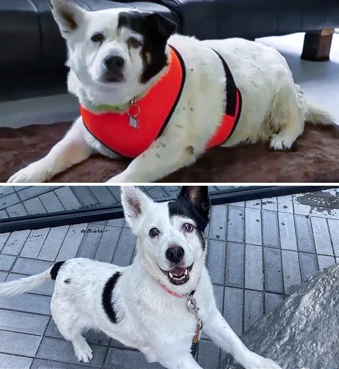 Dogs Losing Weight Before After 8 64D505983A536 Png 700