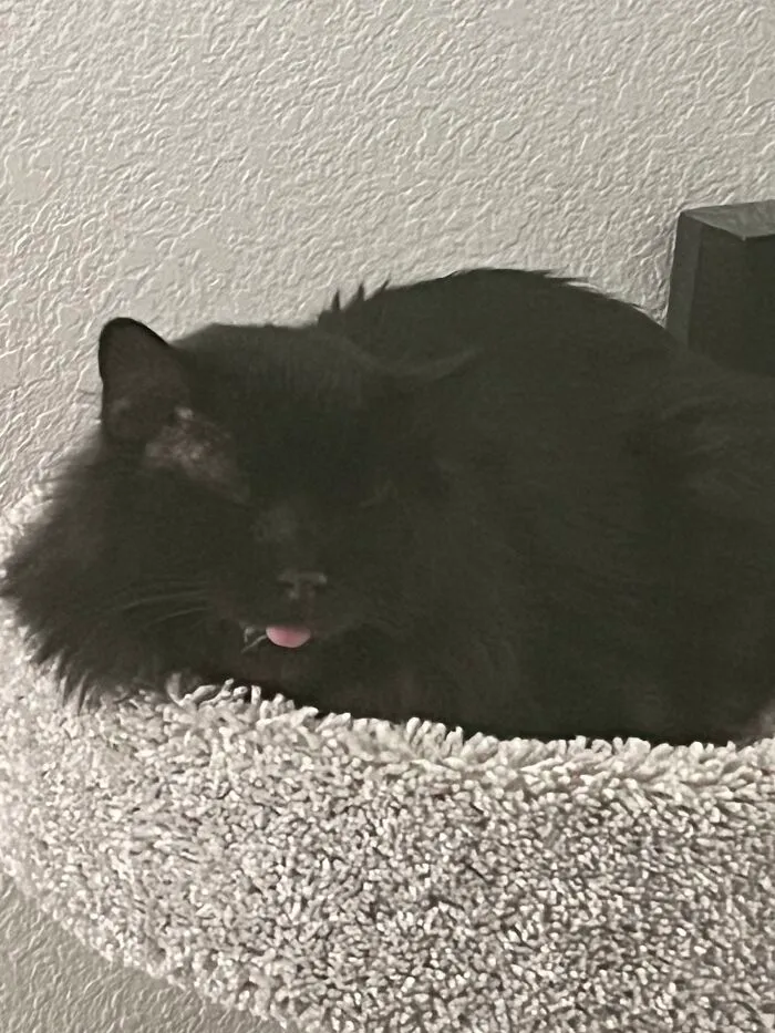 6515446453986 V6E5A27H2Hob1 700