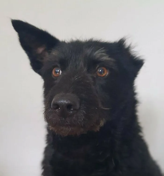 6515454C9De3C 3G1Uq8Shamqb1 700