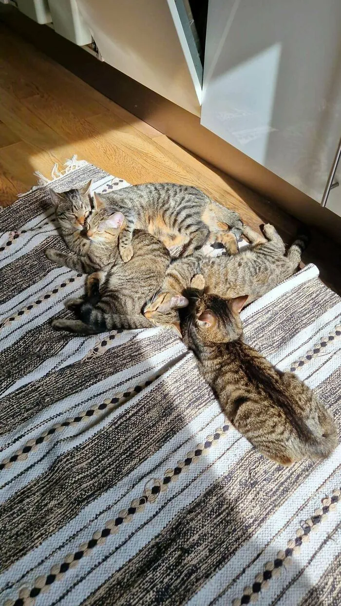 651545Ba826Cd T2Hbk005Yzpb1 700