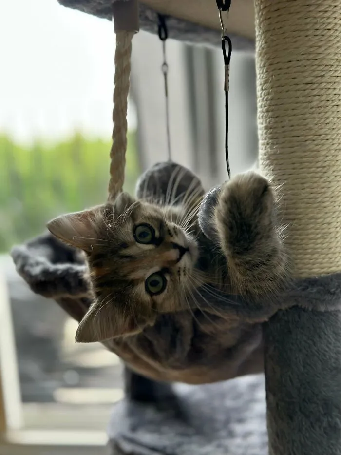 65154819C6F5B Te8Czf6Uk0Pb1 700