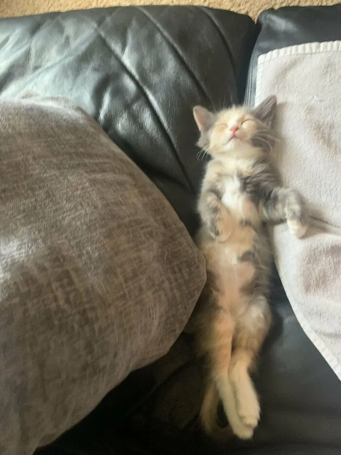 65154855C5D4D 2Hnl2Bb3H2Lb1 700