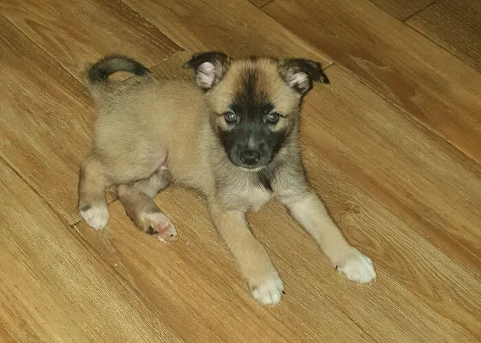 65158C86Bbc17 Adopted Pets September