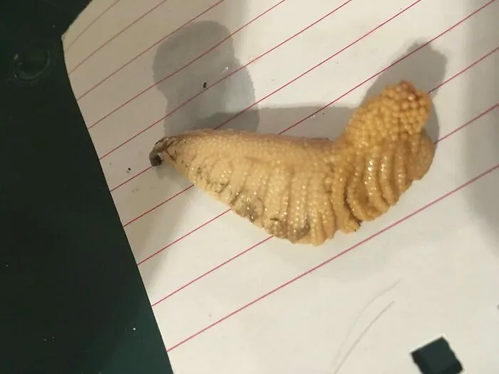 30 Individuals Experiencing A Terrible Food Day