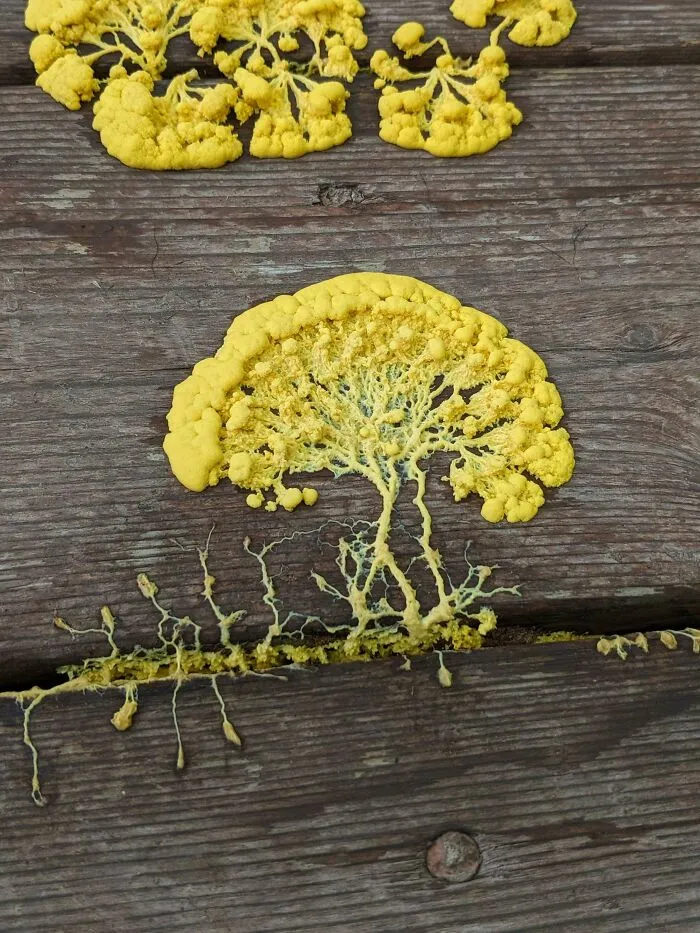 651E5Ac66D4E3 Guiboth 700