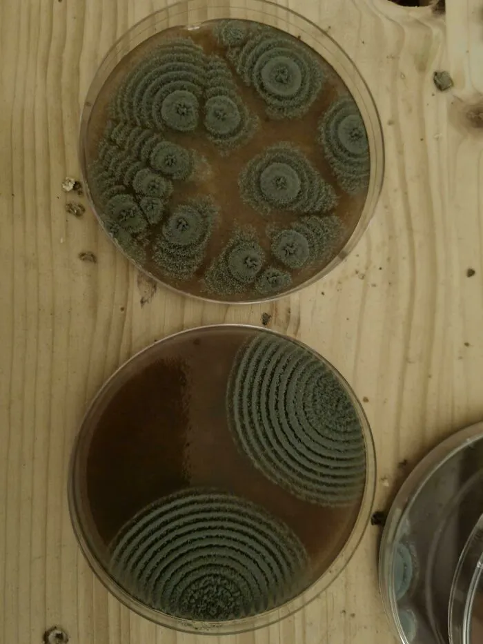 651E5B4C4F58F Reom1Clvkvi81 700