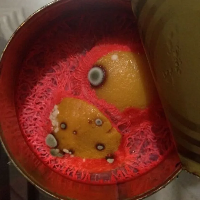 30 Intriguing Images That Defy Easy Description: A Moldy Fascination