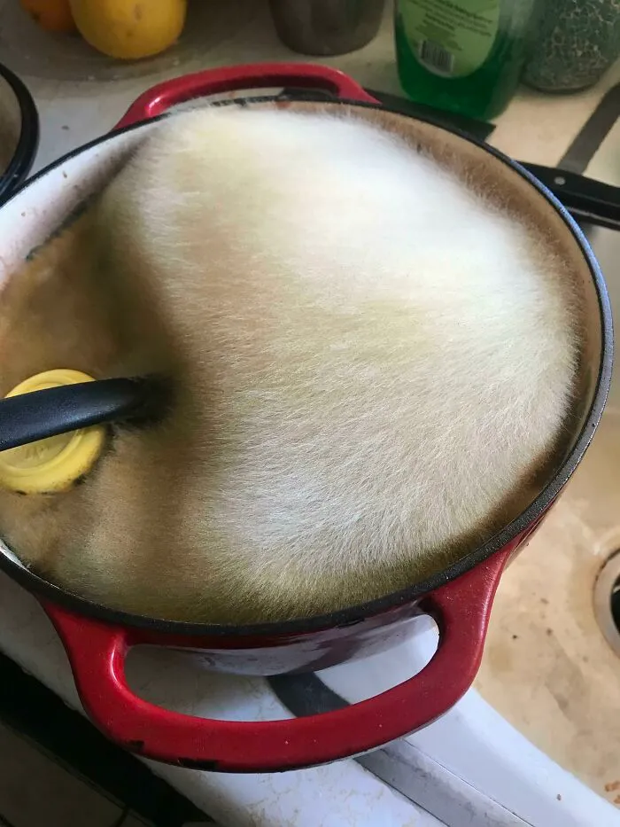 30 Intriguing Images That Defy Easy Description: A Moldy Fascination