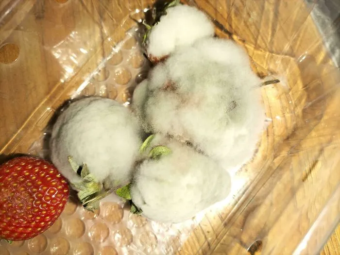 651E5C62B3A8F Sn68Pykbk4D81 700