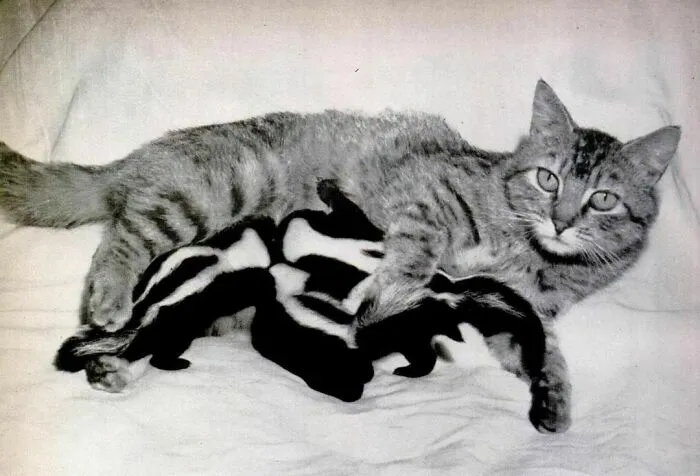 30 Astonishing Historical Images You Absolutely Must Witness