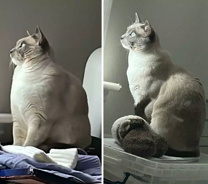 30 Heartwarming Fat Cat Weight Loss Transformations