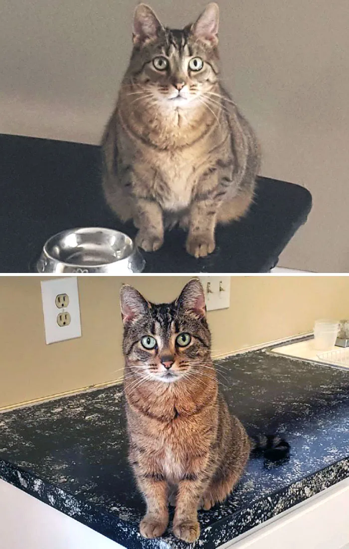 Cats Losing Weight Before After 11 64E3543E0C137 700