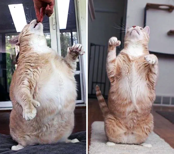Cats Losing Weight Before After 13 64E35405B885B 700