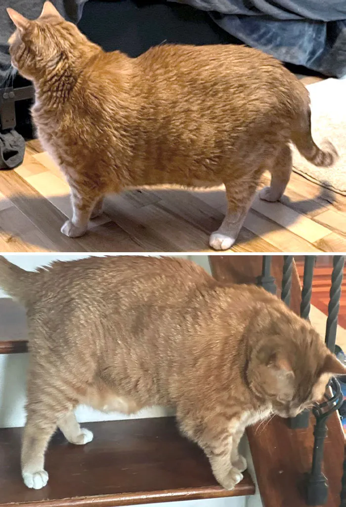 Cats Losing Weight Before After 14 64E351365B83B 700