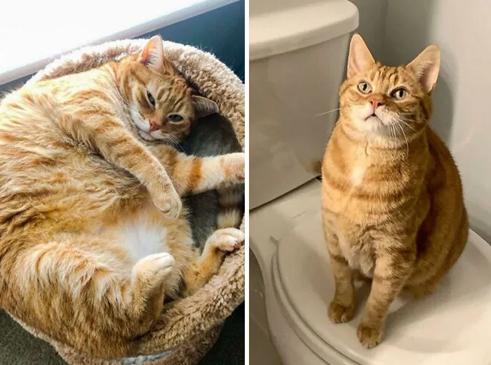 Cats Losing Weight Before After 15 651287639B216 700