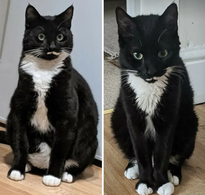 Cats Losing Weight Before After 16 6512886F68Ebf 700