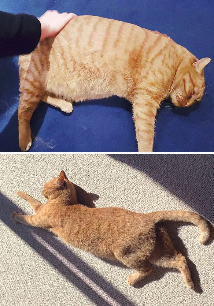 30 Heartwarming Fat Cat Weight Loss Transformations
