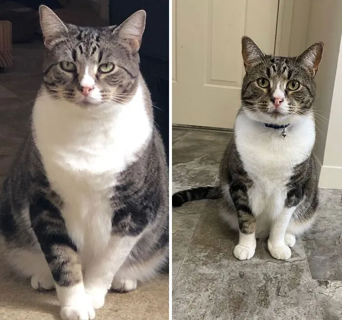 30 Heartwarming Fat Cat Weight Loss Transformations
