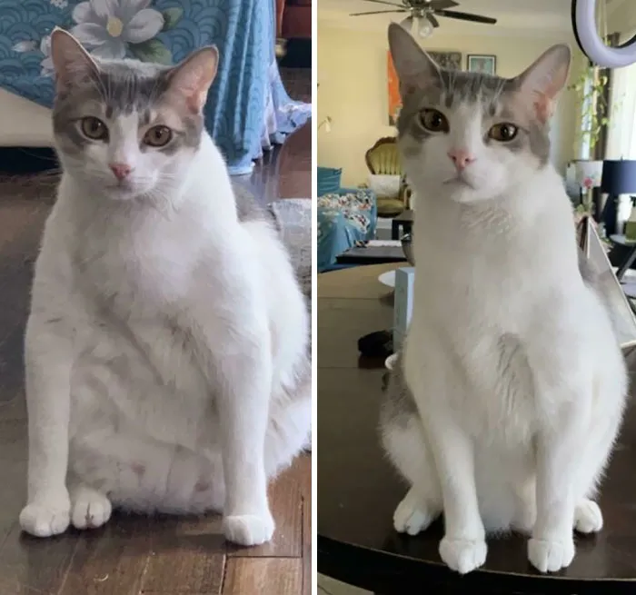 Cats Losing Weight Before After 19 65128D1945B63 700