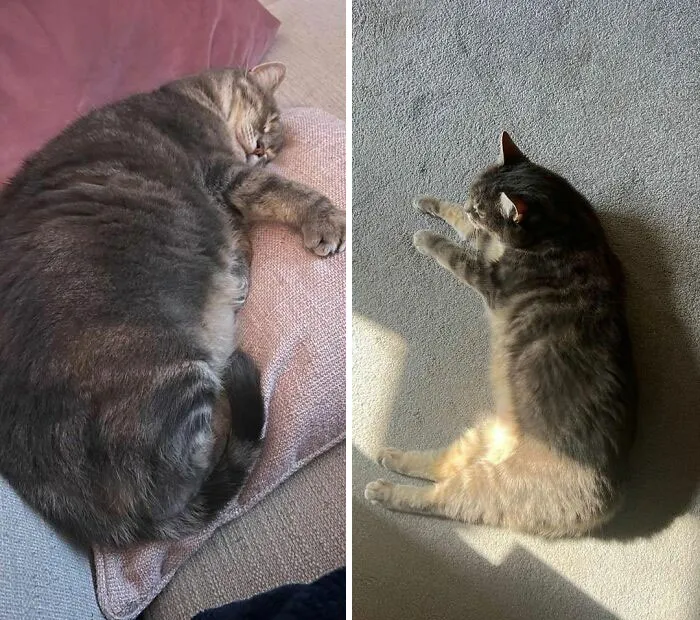 30 Heartwarming Fat Cat Weight Loss Transformations