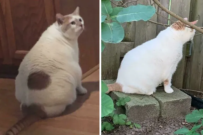 Cats Losing Weight Before After 20 651299D58E607 700