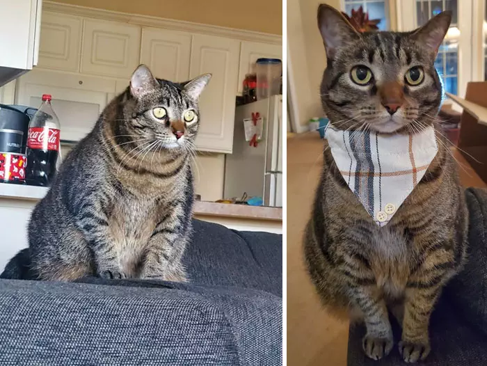 30 Adorable Chubby Cats' Journey To Healthier Lives