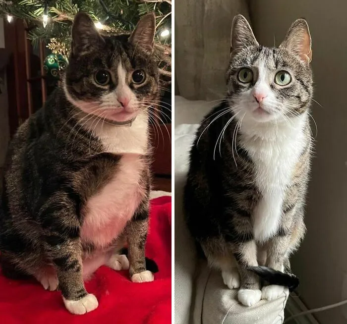 Cats Losing Weight Before After 3 650B072F78A9C 700