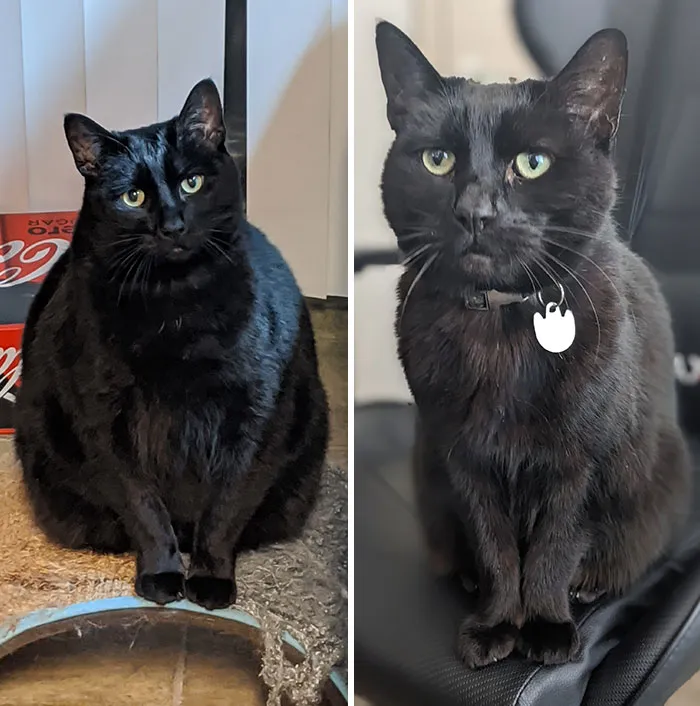 Cats Losing Weight Before After 305 64Dc991Aa5Ce6 700