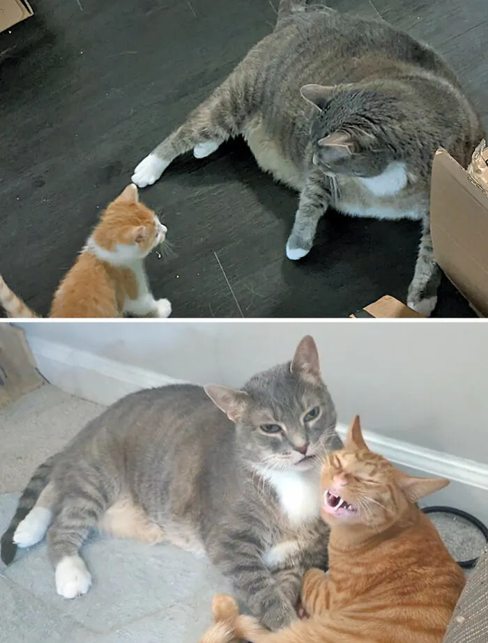 Cats Losing Weight Before After 307 64Dc9De16796D 700