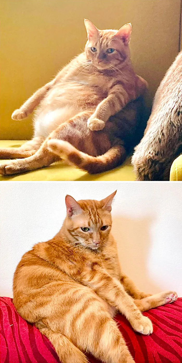 Cats Losing Weight Before After 312 64Dcc1F054911 700