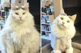 Cats Losing Weight Before After 313 64Dcc34B2B6E4 700