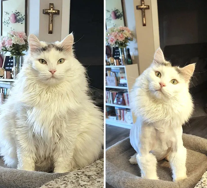 Cats Losing Weight Before After 313 64Dcc34B2B6E4 700