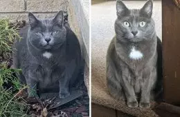 Cats Losing Weight Before After 314 64Dcc67281299 700