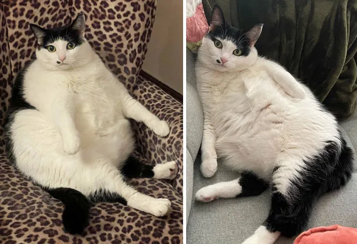 Cats Losing Weight Before After 37 6512C50C08F7F 700
