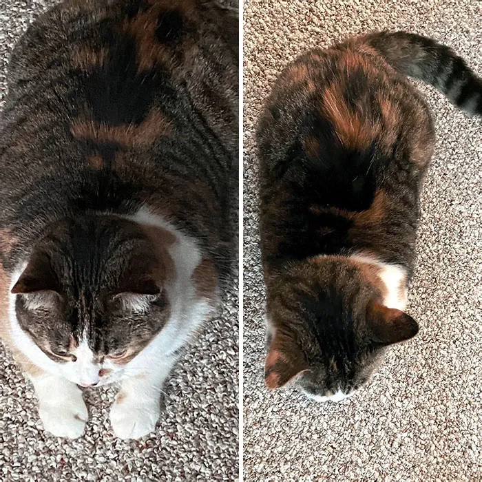 Cats Losing Weight Before After 4 64E31A4D6B83D 700