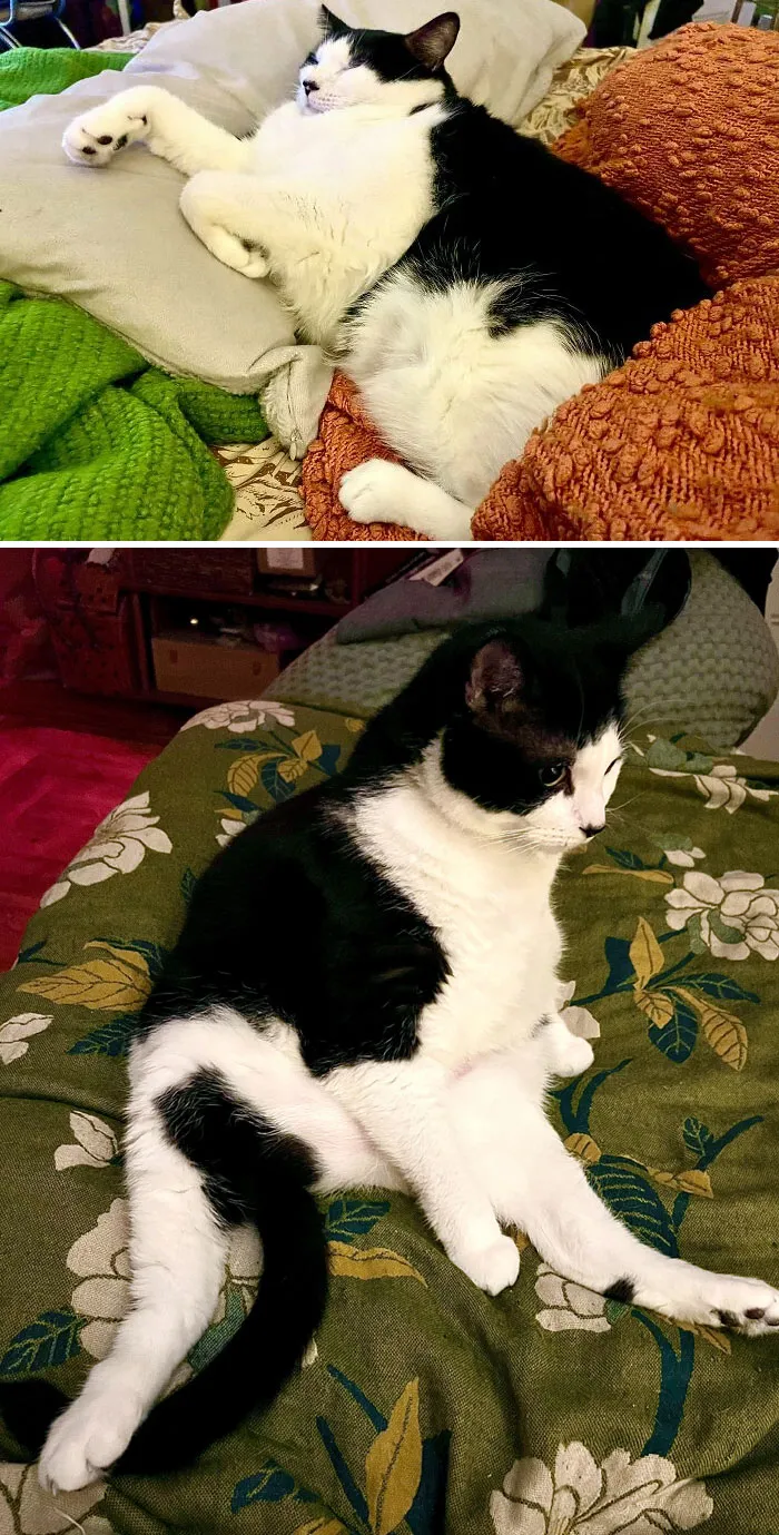 Cats Losing Weight Before After 40 6512Ce36Ea0B5 700