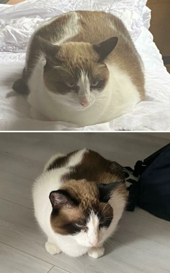 Cats Losing Weight Before After 41 6512D13362854 700