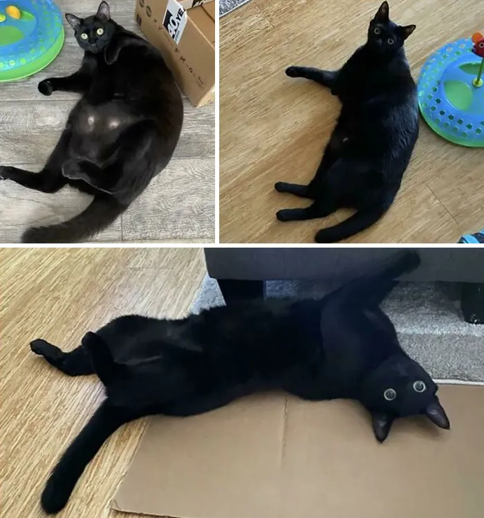 Cats Losing Weight Before After 52 651417F645D22 700