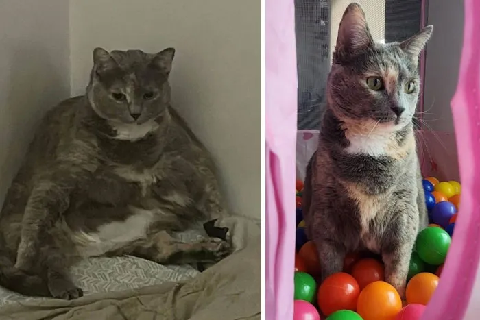 Cats Losing Weight Before After 54 651420248Df8A 700