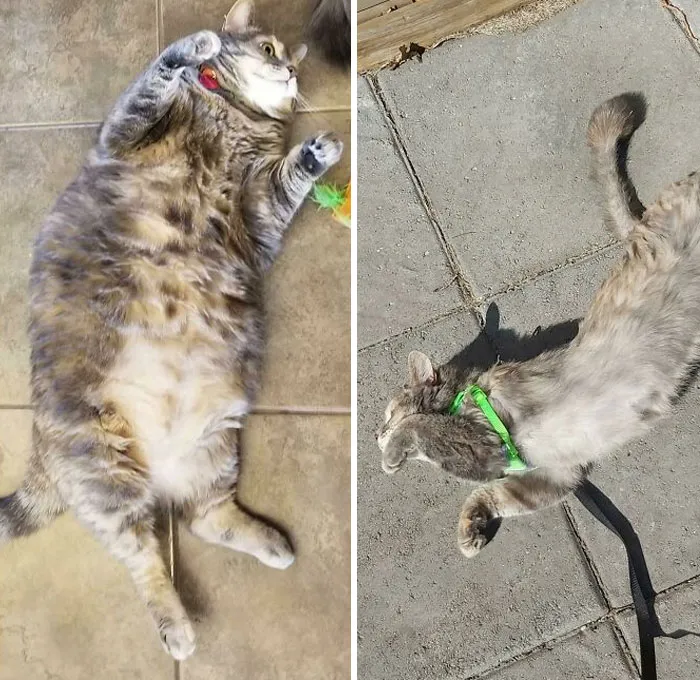 Cats Losing Weight Before After 67 651435Af5A6F4 700