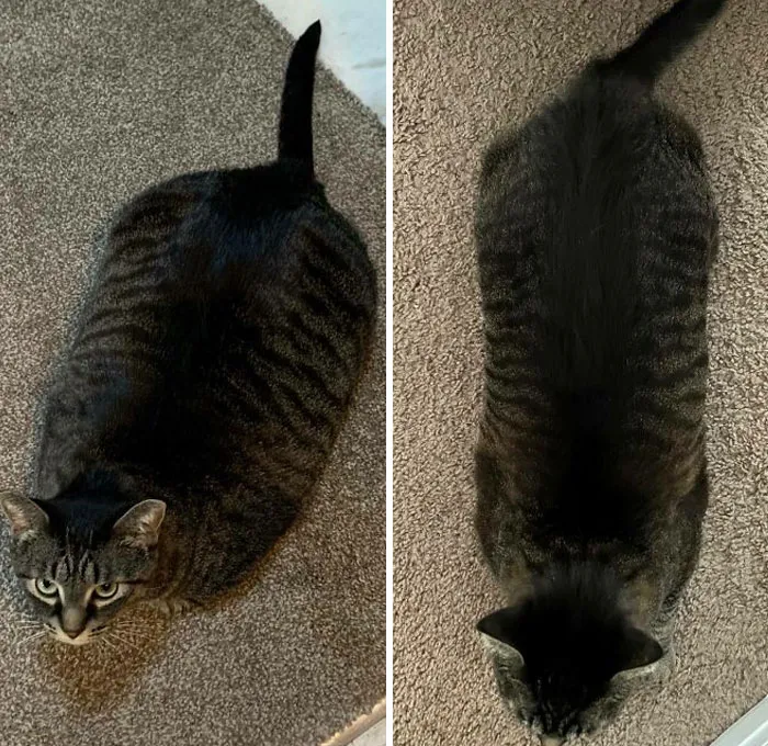 Cats Losing Weight Before After 68 651436523Cdda 700