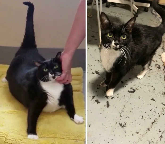 30 Heartwarming Fat Cat Weight Loss Transformations