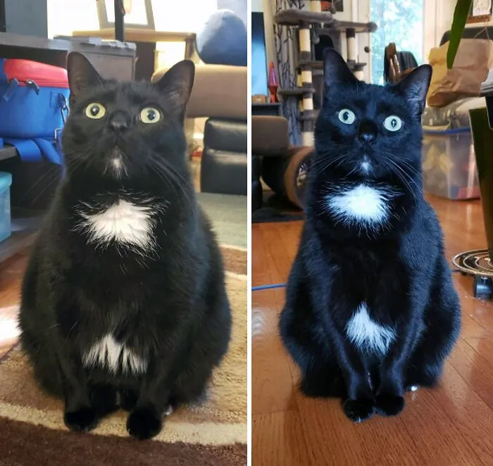 Cats Losing Weight Before After 72 6514388070E22 700