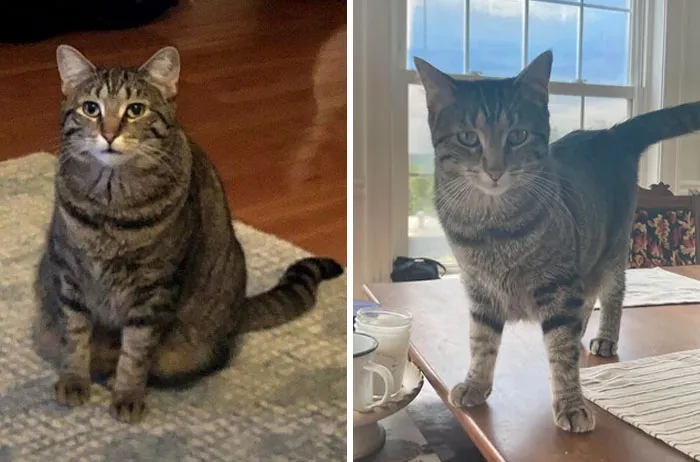 Cats Losing Weight Before After 75 65143D3Cbc2D9 700