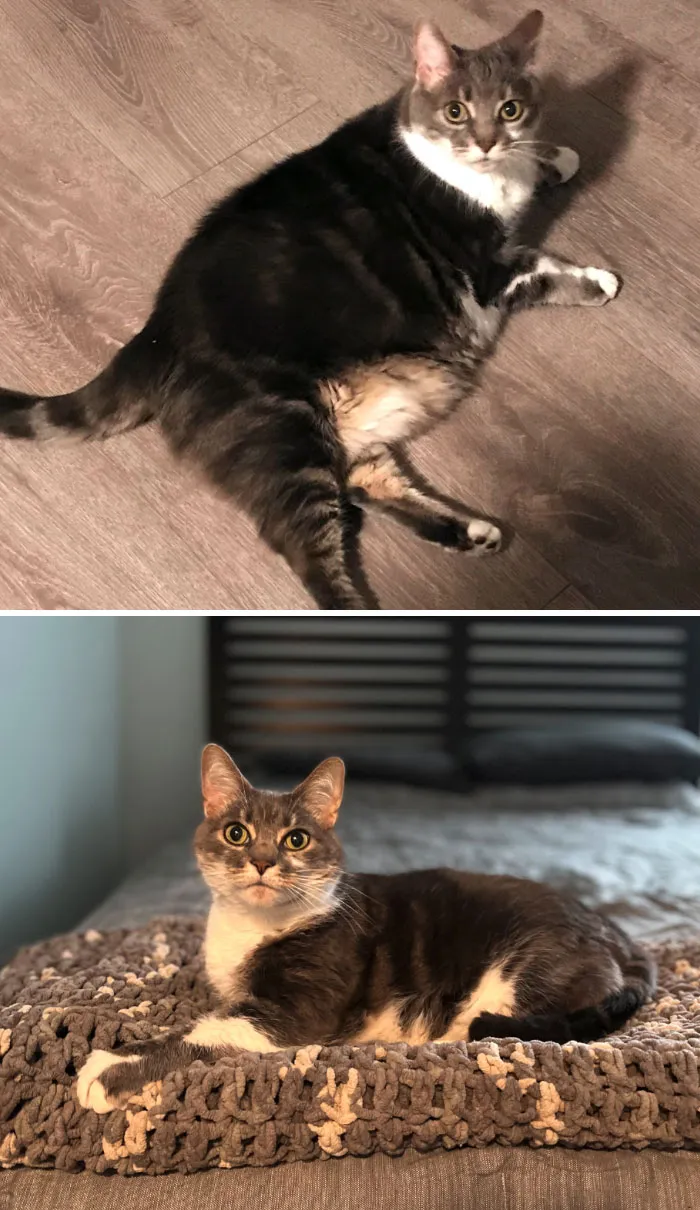 Cats Losing Weight Before After 78 65143F76D0Eb7 700