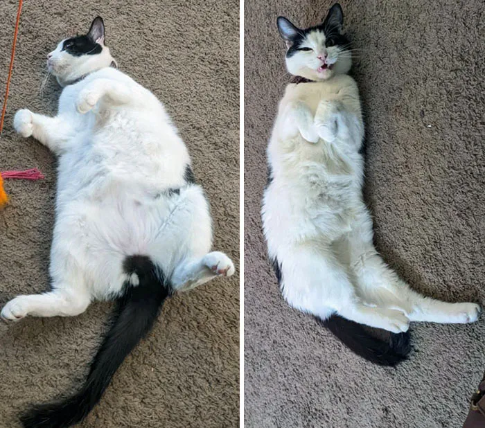 30 Heartwarming Fat Cat Weight Loss Transformations