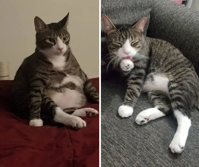 30 Chubby Cats' Remarkable Journey To Healthier Lives