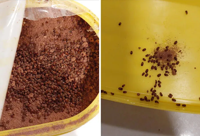 Disturbing Nasty Food Pics 4 651D357D09534 700