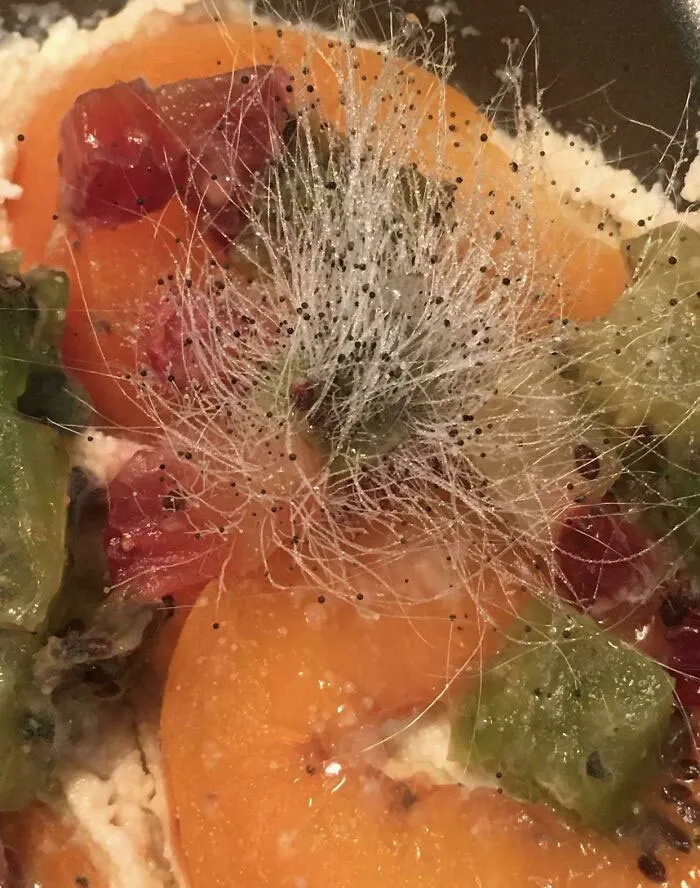 Soft Interesting Looking Mold Pics 2 651Eb32Ef3433 700